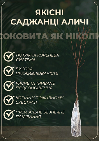 Алыча "Татьяна" (летний сорт, средний срок созревания) - фото 2