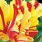 Тюльпан "Flaming Parrot Gold" (розмір 11/12, великий) 3шт в упаковці
