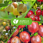 Минеральное удобрение BIOHYPER EXTRA "Для крыжовника" (Биохайпер Экстра) ТМ "AGRO-X" 100г цена