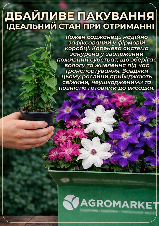 Ексклюзив! Клематис рожевий з червоної серединою "Доля" (преміальний, повторноквітучий сорт)