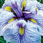 Ірис мечоподібний японський (Iris ensata) "Greywoods Catrina"