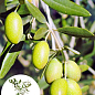 Оливковое Дерево "Olea Europaea" (мини штамб) высота 35-45см