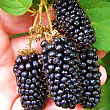 Ожина рання великоплідна "Карака Блек" (Karaka Black®)