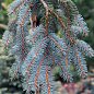 Ель колючая на штамбе "Glauca Pendula" С3, высота 40-50см купить
