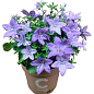 Кампанула цветущая "Isophylla Blue" (Нидерланды) цена