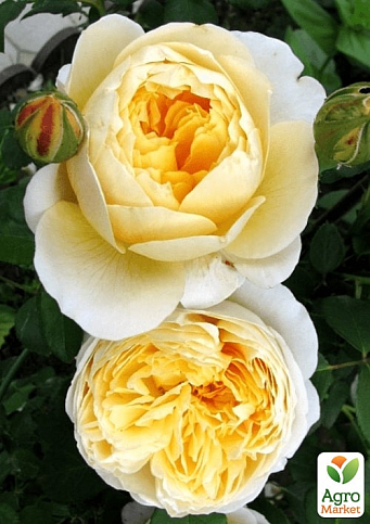 Роза английская "Шарлотта" (саженец класса АА+) высший сорт