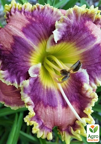 Лилейник "Antigua Isle" 