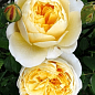 Троянда англійська "Шарлотта" (саджанець класу АА+) вищий сорт