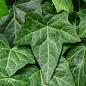 LMTD Плющ "Hedera Helix" (высота 60-70см) цена