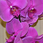 Орхідея (Phalaenopsis) "Cascade Paars"