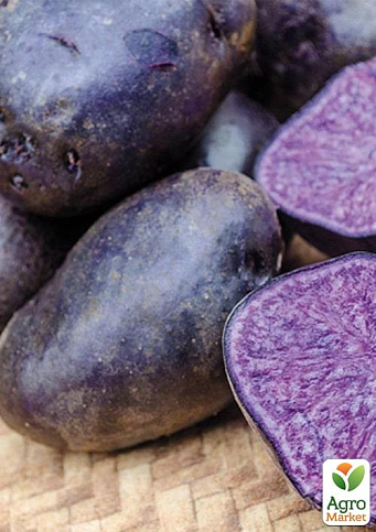 Насіннєвий рання картопля темно-фіолетовий "Полрасін" (1 репродукція) 1кг