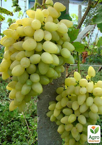 Виноград "Зірниця" (ранній термін дозрівання, оси практично не чіпають)