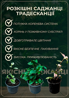 Цианотис ампельный "Cyanotis Somaliensis" (кошачье ушко)7
