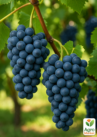 Виноград "Рондо" (винний сорт, стійкий до хвороб та морозів)