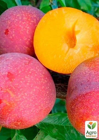 Слива диплоидная "Пинк Сатурн" (крупноплодный сорт, средний срок созревания) - фото 4