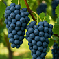Виноград "Рондо" (винний сорт, стійкий до хвороб та морозів)