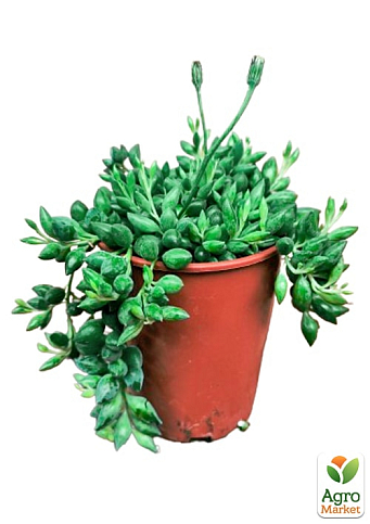 LMTD Сенеціо (хрестовник) "Herreianus" висота рослини 10-15см  - фото 4