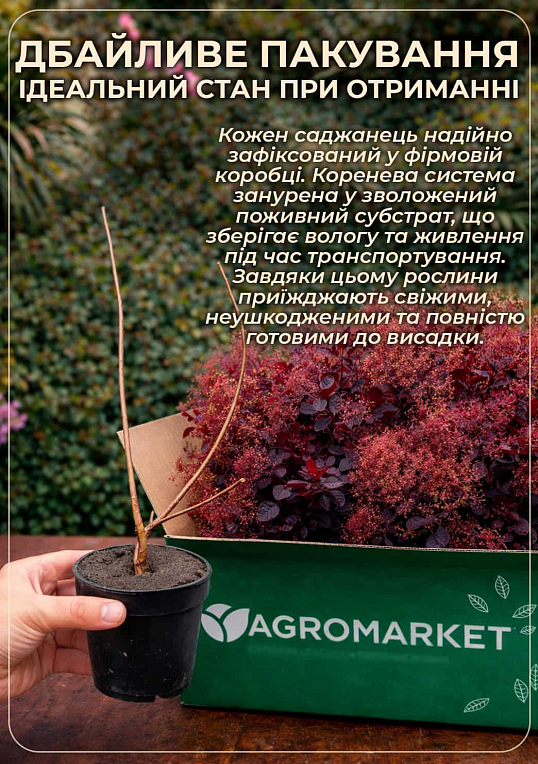 Скумпія 2-х річна "Purpureus" С3, висота 30-40см