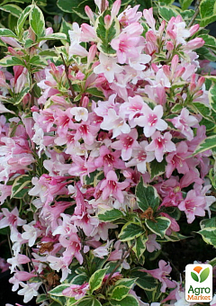 Вейгела флорида 2-річна "Nana Variegata" висота 20-40см25