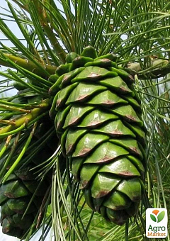 Сосна кедрова "Armandii" (чудовий смак справжніх кедрових горіхів)3
