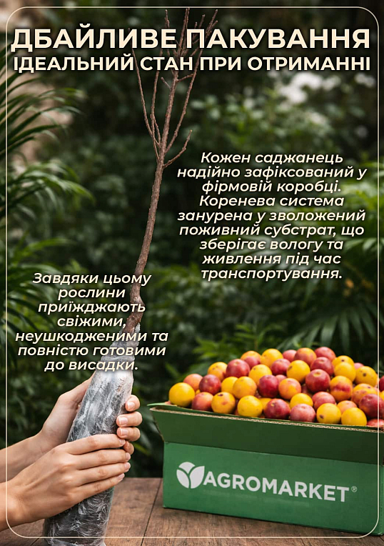 Алыча "Румяная Зорька" (летний сорт, средний срок созревания)