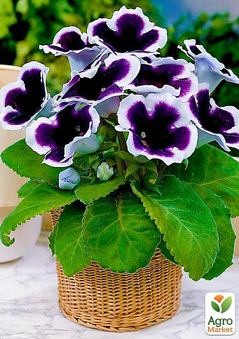 Глоксиния "Kaiser Wilhelm" 1шт в упаковке