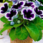 Глоксиния "Kaiser Wilhelm" 1шт в упаковке