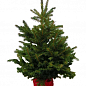 Ель Глаука "December" (живая елка в горшке, высота 110-140см) цена