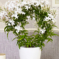 Жасмин кімнатний «Jasminum polyanthumi» цена
