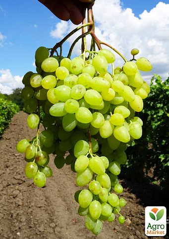 Виноград "Бесподобный" (кишмиш, средний срок созревания, масса грозди до 2000 гр)