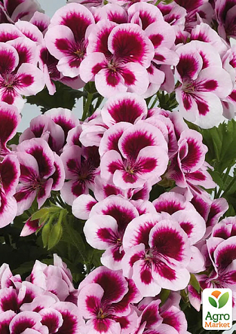 Пеларгонія Королівська Candy Flowers "Bicolor" (контейнер №10, висота 10-20 см)