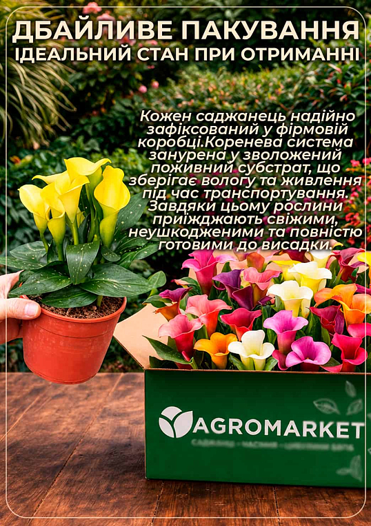 LMTD Зантедескія (кала кімнатна) "Mandarin" - фото 4