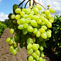 Виноград "Бесподобный" (кишмиш, средний срок созревания, масса грозди до 2000 гр)