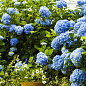 LMTD Гортензия крупнолистная цветущая 2-х летняя "Early Blue" (20-30см) цена