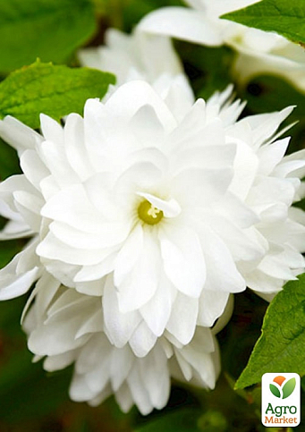 Жасмин гибридный садовый (чубушник) "Bouquet Blanc" 2х летний (вазон С2) - фото 5