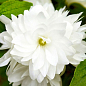 Жасмин гібридний садовий (чубушник) "Bouquet Blanc" 2х річний (вазон С2)