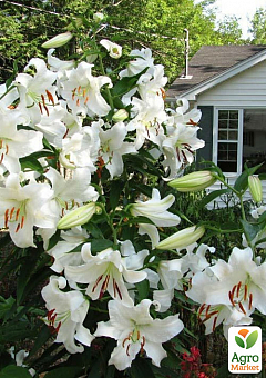 Лилия "Villa Blanca" (Гигантский цветок)1