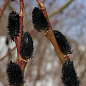 Ива тонкостолбиковая черная "Меланостахис" (Salix gracilistyla "Melanostachys") высота 25-40см