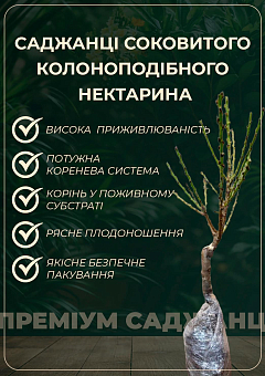 Ексклюзив! Нектарин колоновидний "Містер Персі" (Mr. Percy)1