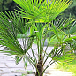 LMTD Трахікарпус (Trachycarpus Fortunei) висота 130-140см