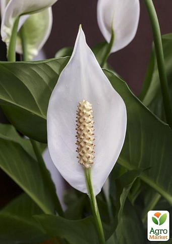 Спатифілум "Pearl" висота 25-45см - фото 6