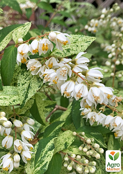 Дейция изящная "Variegata" 11
