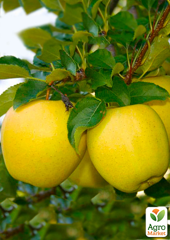 Яблуня "Голд Раш" (зимовий сорт, пізній термін дозрівання)