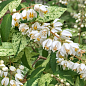 Дейция изящная "Variegata"  цена
