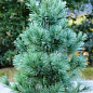 Хвоя Новогодняя "Christmas Pine" (Рождественская сосна) (высота 30-40см) купить