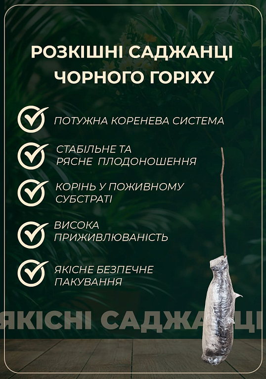 Чорний горіх 2-річний "Thomas" (Juglans nigra)