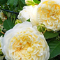 Роза английская плетистая "Перпешуали Йорс" (саженец класса АА+) высший сорт цена