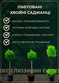 Кипарисовик «Goldcrest Wilma» (Pyramide) висота 30-45см10