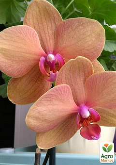 Орхидея (Phalaenopsis) "Apricot"2