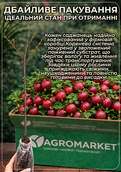 Штамбовий агрус "Мукурінес" (Mukurines) (пізній термін дозрівання)7